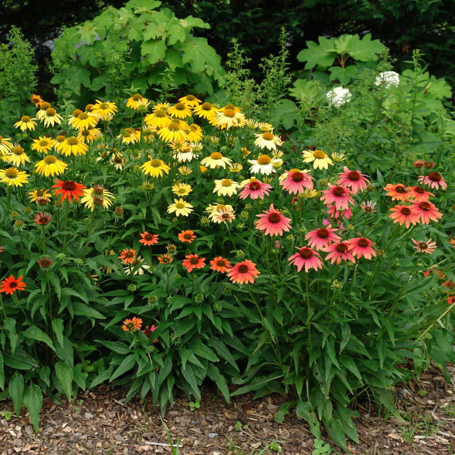 Echinacea Cheyenne Spirit Mixed Colors Coneflower quart pot Etsy
