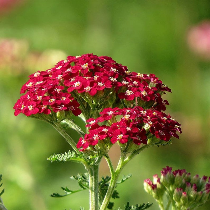 Achillea New Vintage Red Yarrow Live Plant Quart Pot Attracts Etsy