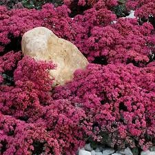 Sedum Dazzleberry Perennial Plants Ground Cover Spring 2020 Ship Sedum Dazzleberry Perennial Plants Ground Cover Spring 2020 Ship