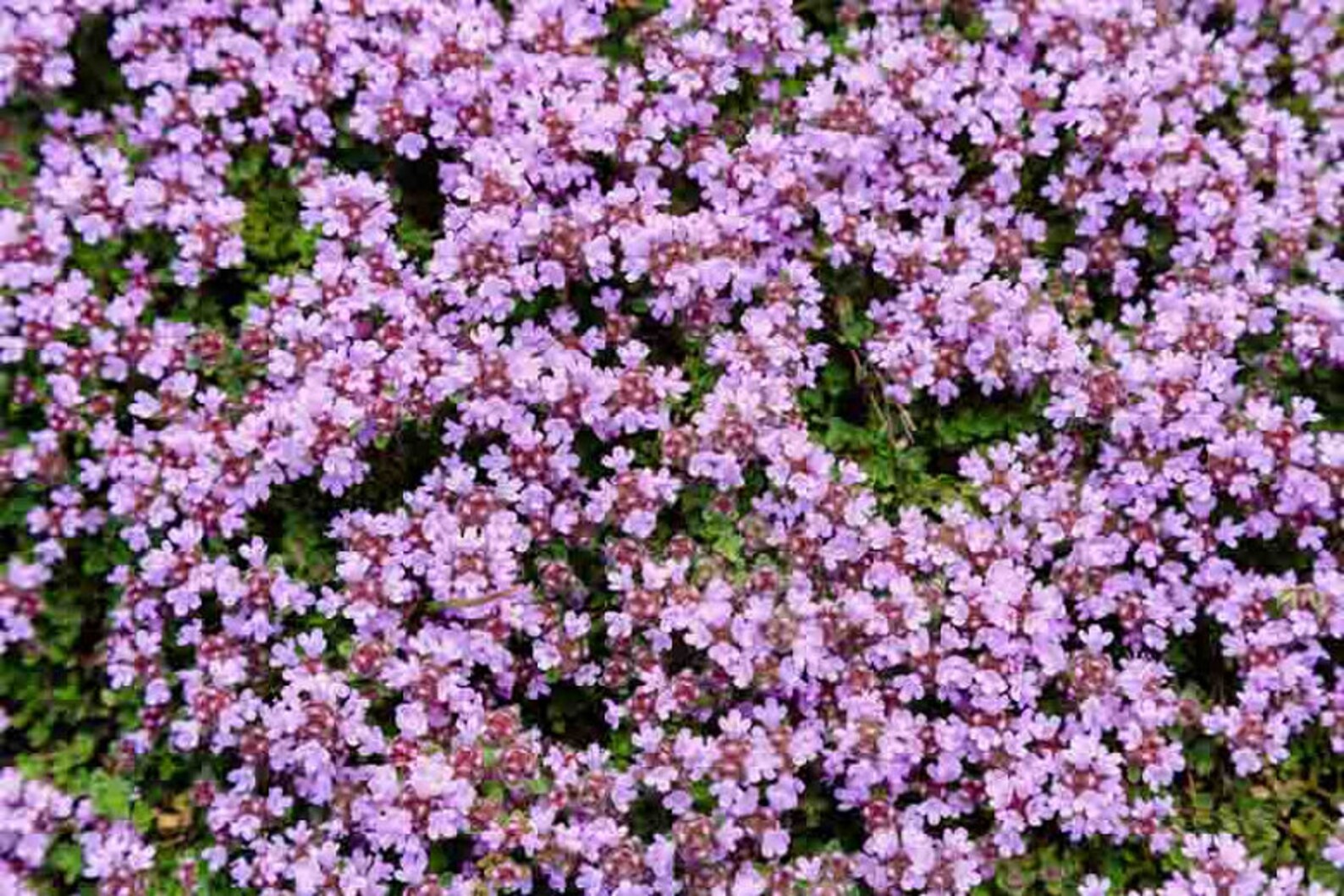 Thymus serpyllum 'Elfin' / Thym rampant / Plante pour Etsy France