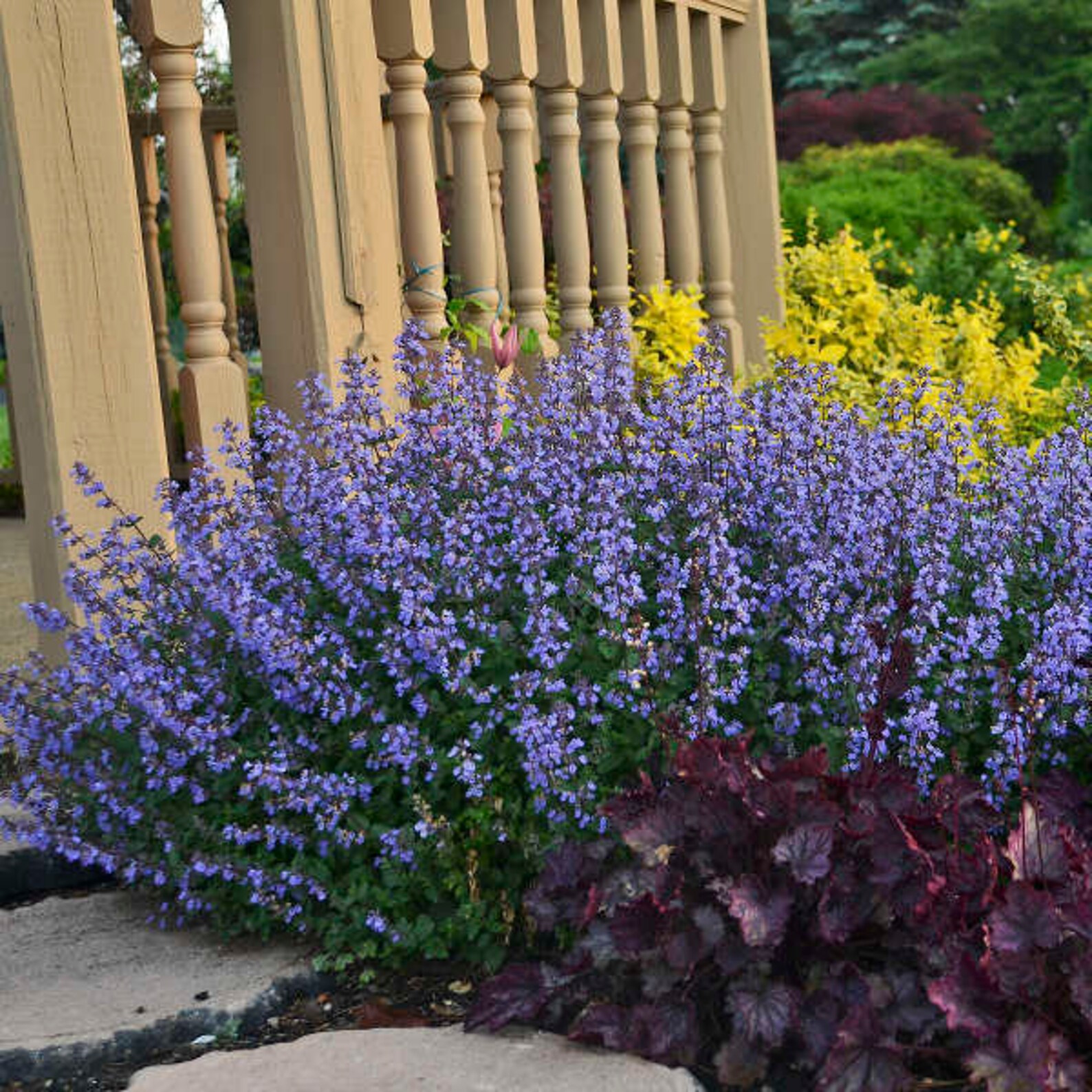 Purple Catmint Purrsian Blue Nepeta 4 inch Pot Attracts | Etsy