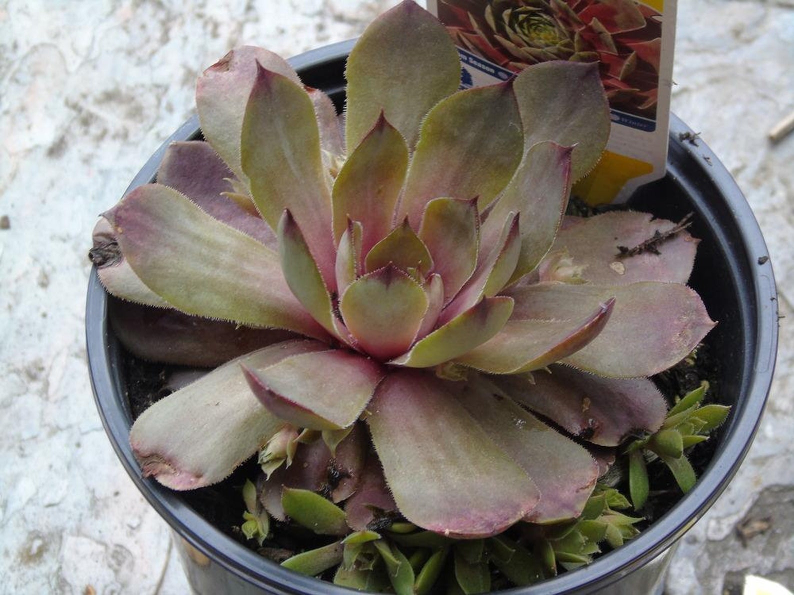 Sempervivum 'Desert Bloom' SucculentHens & Chicks in Etsy