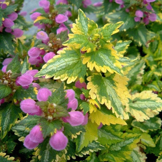 Lamium Golden Anniversary Maculatum 4 Pot Live Plant Etsy