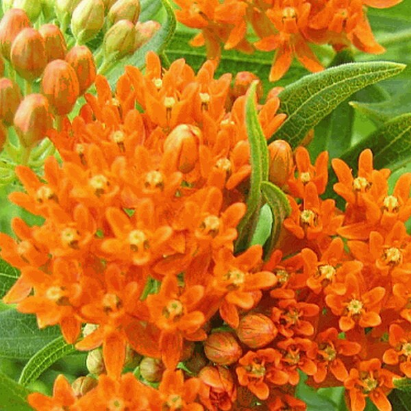 Butterfly Weed Plant Etsy