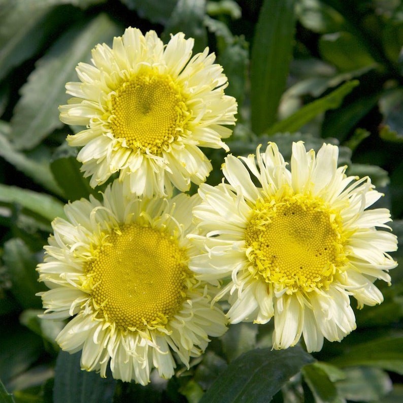 Shasta Daisy Real Charmer Yellow Shasta Daisy Perennial 1 Etsy