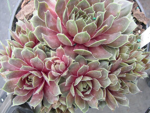 Sempervivum /'Bananas/' 1 Rosette