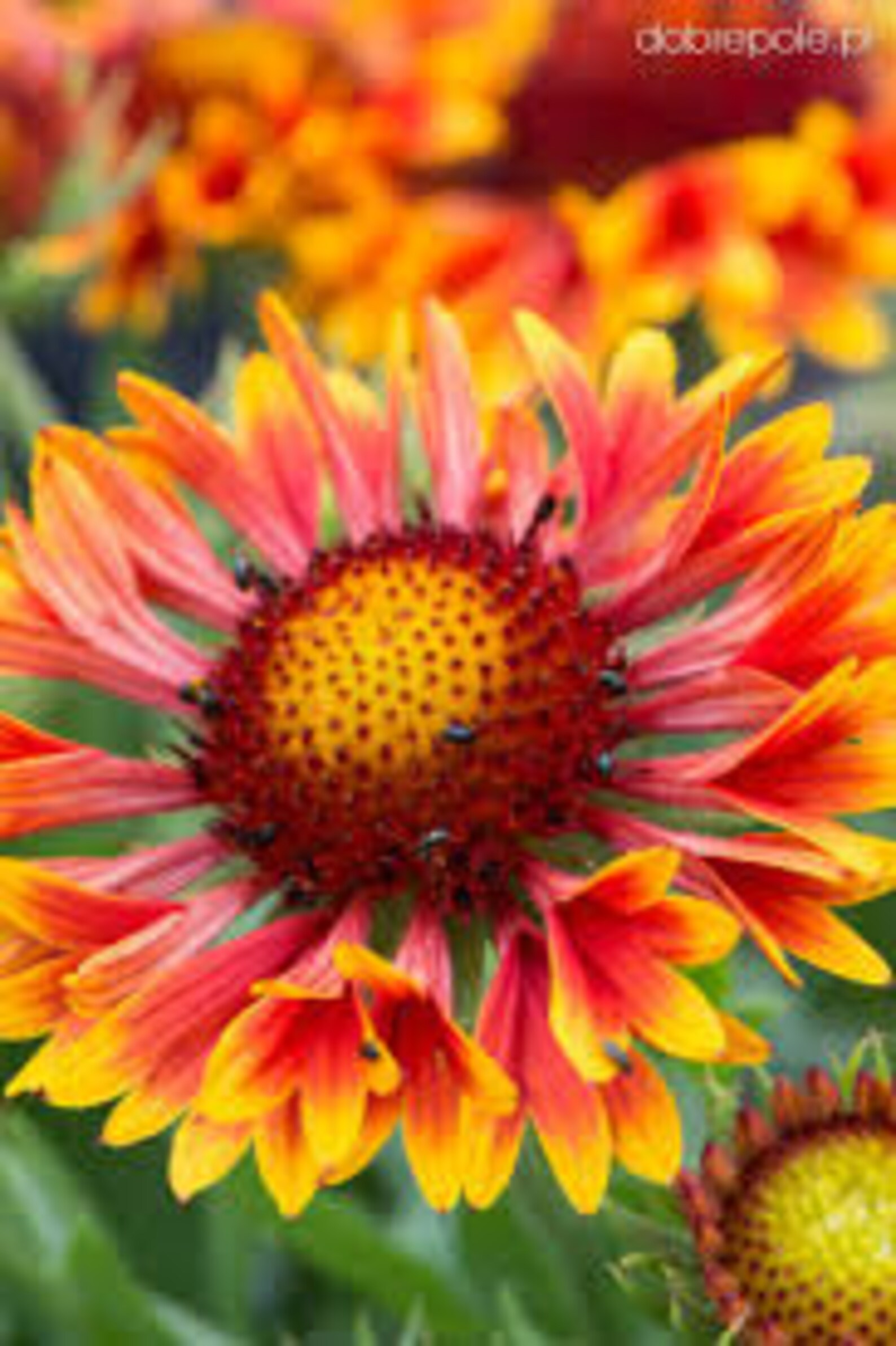 Gaillardia Spintop Copper Sun Blanket flower Bloomer 4 inch Etsy