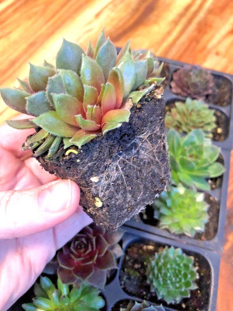 Mini Succulents Live Sempervivum Hen and Chicks Plants Live Etsy