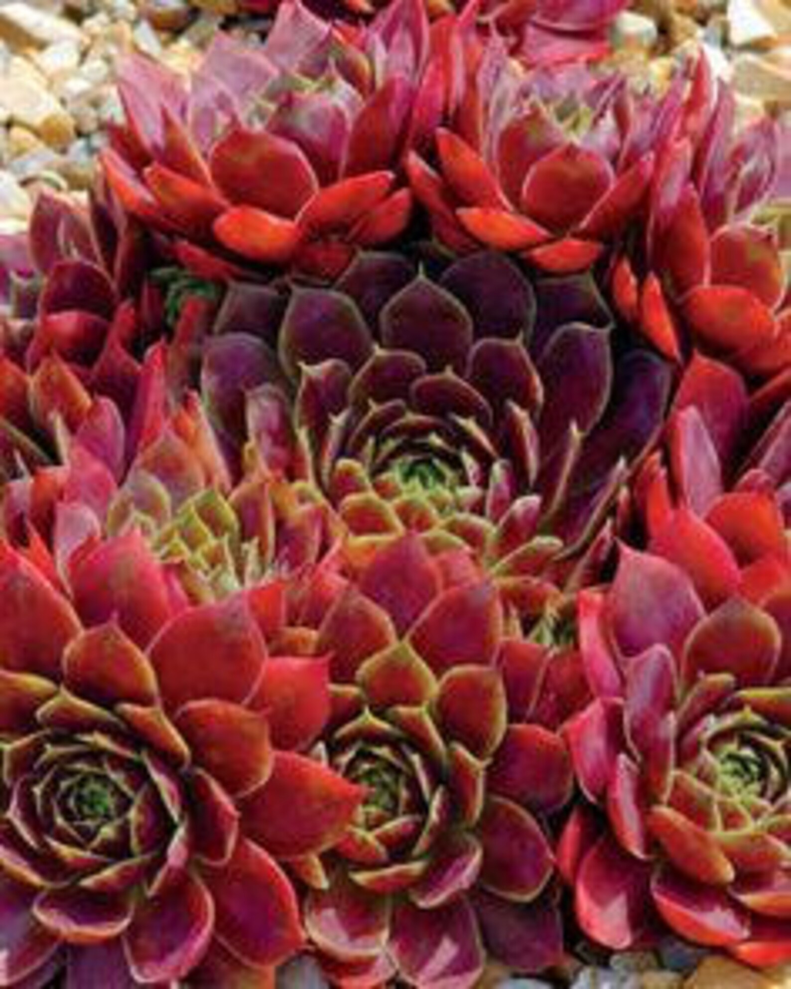 Red hardy succulent plant Rubicon hens &amp; chicks drought Etsy