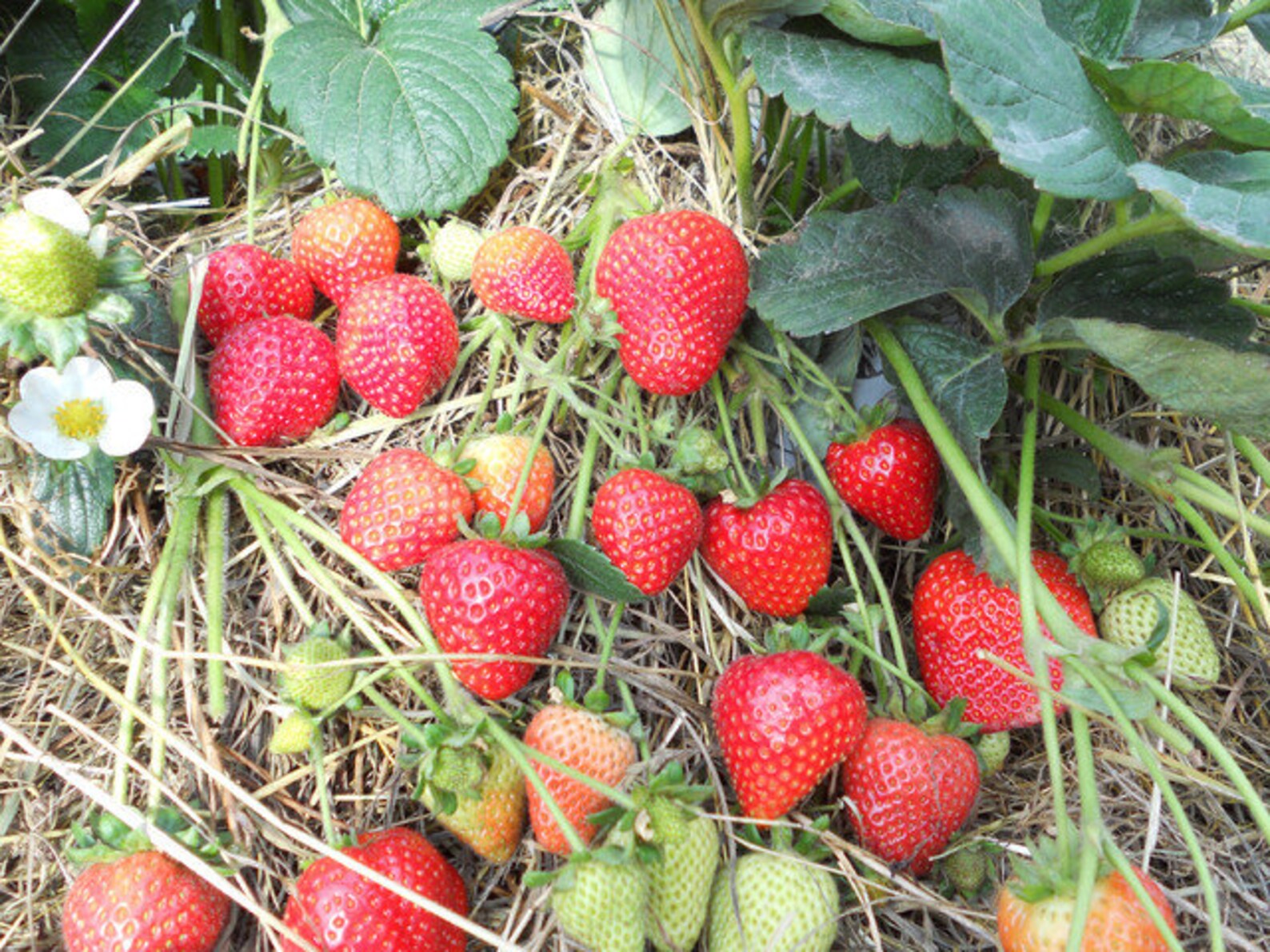 Quinault Strawberry Plant 3 plants per order 2 harvests per Etsy