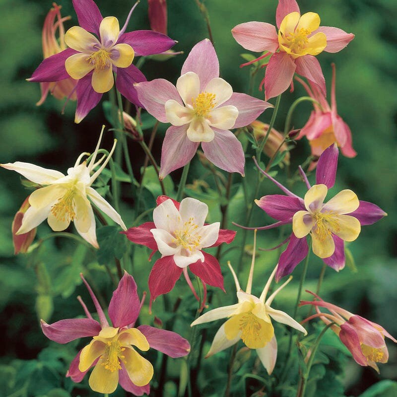 Aquilegia Mckana Giant Mix Columbine 4 Inch Pot Deer Rabbit Etsy