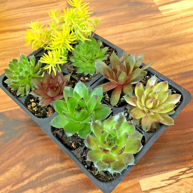 8 Hardy Succulent Variety Pack 2 inch plants Hens and