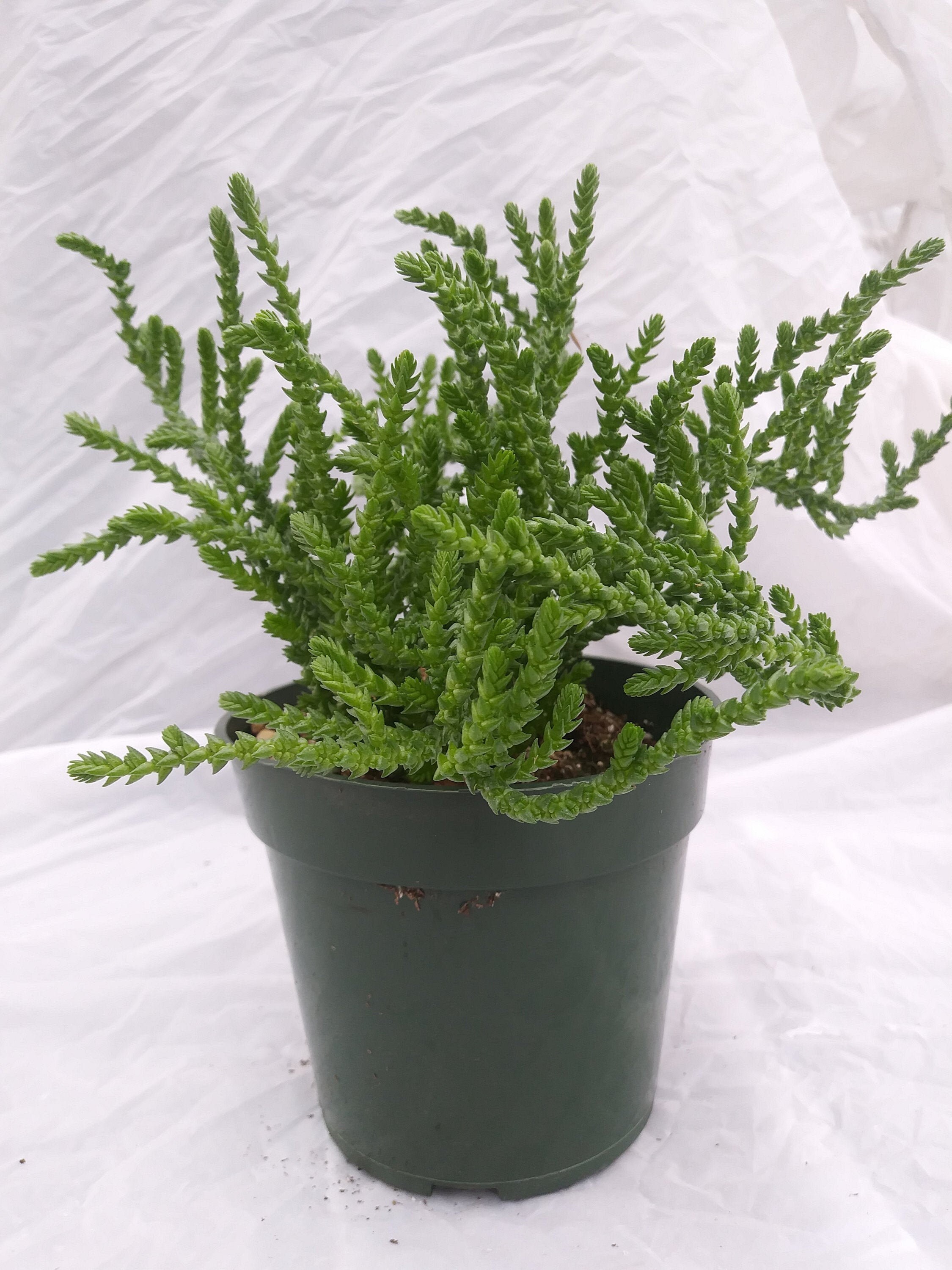 Crassula Muscosa Watch Chain Succulent Indoor Live Succulent Etsy UK