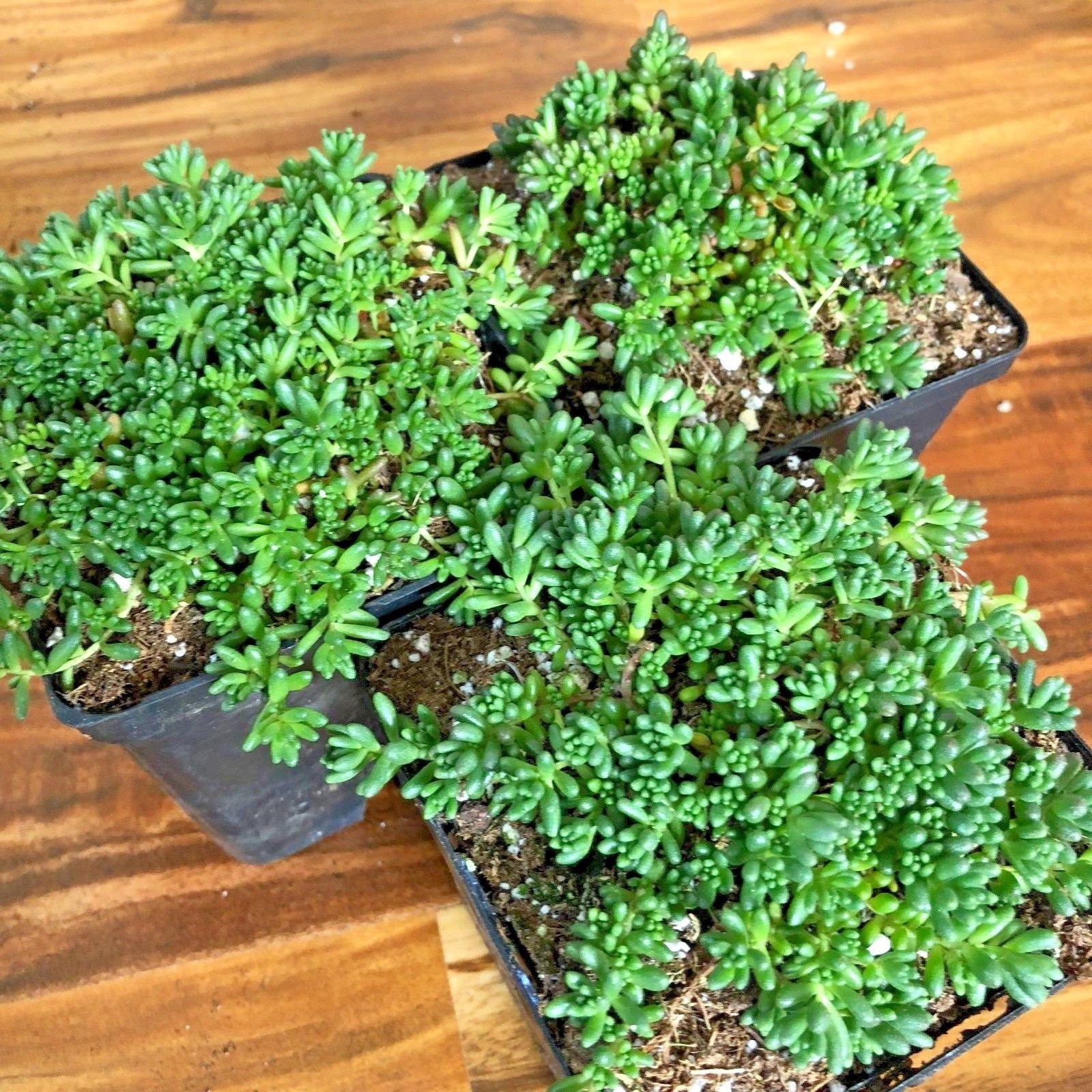 Coral Carpet Sedum Succulents 3 Pack of 4 Inch Pots Coral Etsy