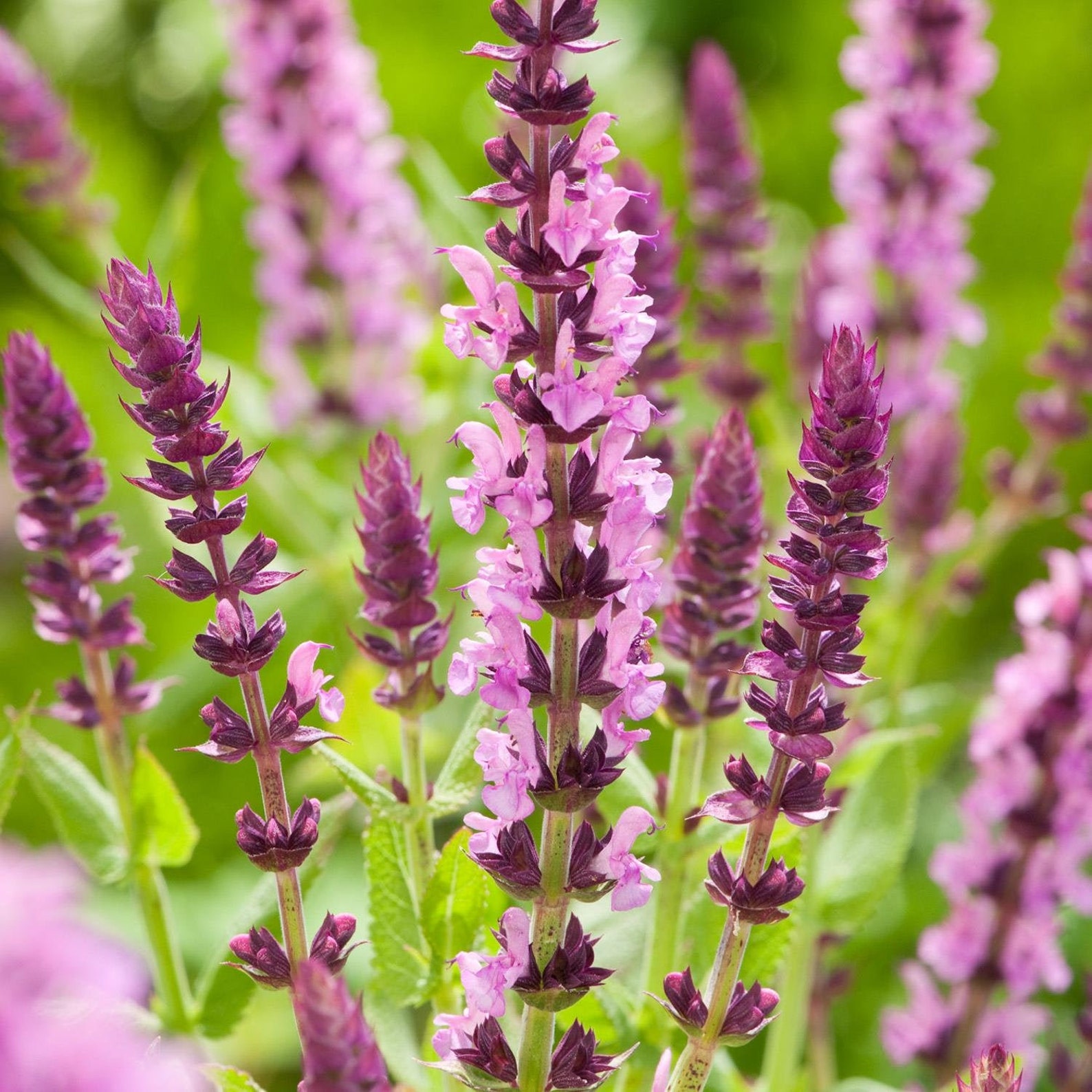 Sensation Salvia Pink Perennial Salvia Compact Bright Rose Etsy