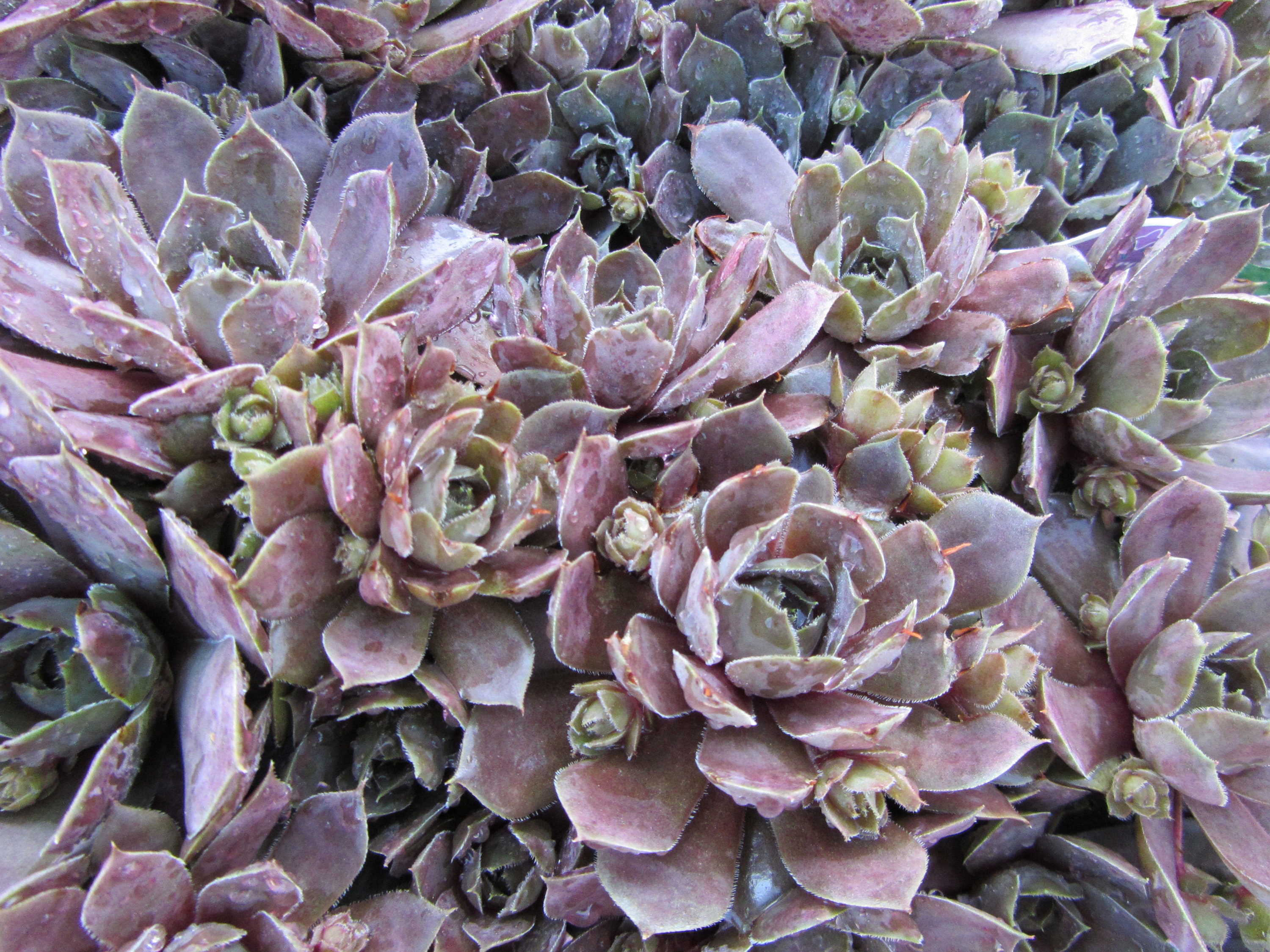 Sempervivum 'desert Bloom' Succulenthens & Chicks in Etsy