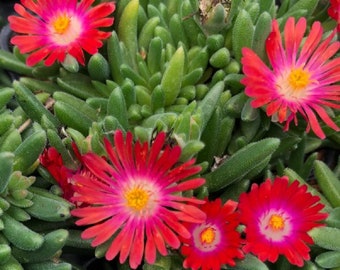 Buy Ice Plant Ground Cover Online In India Etsy India