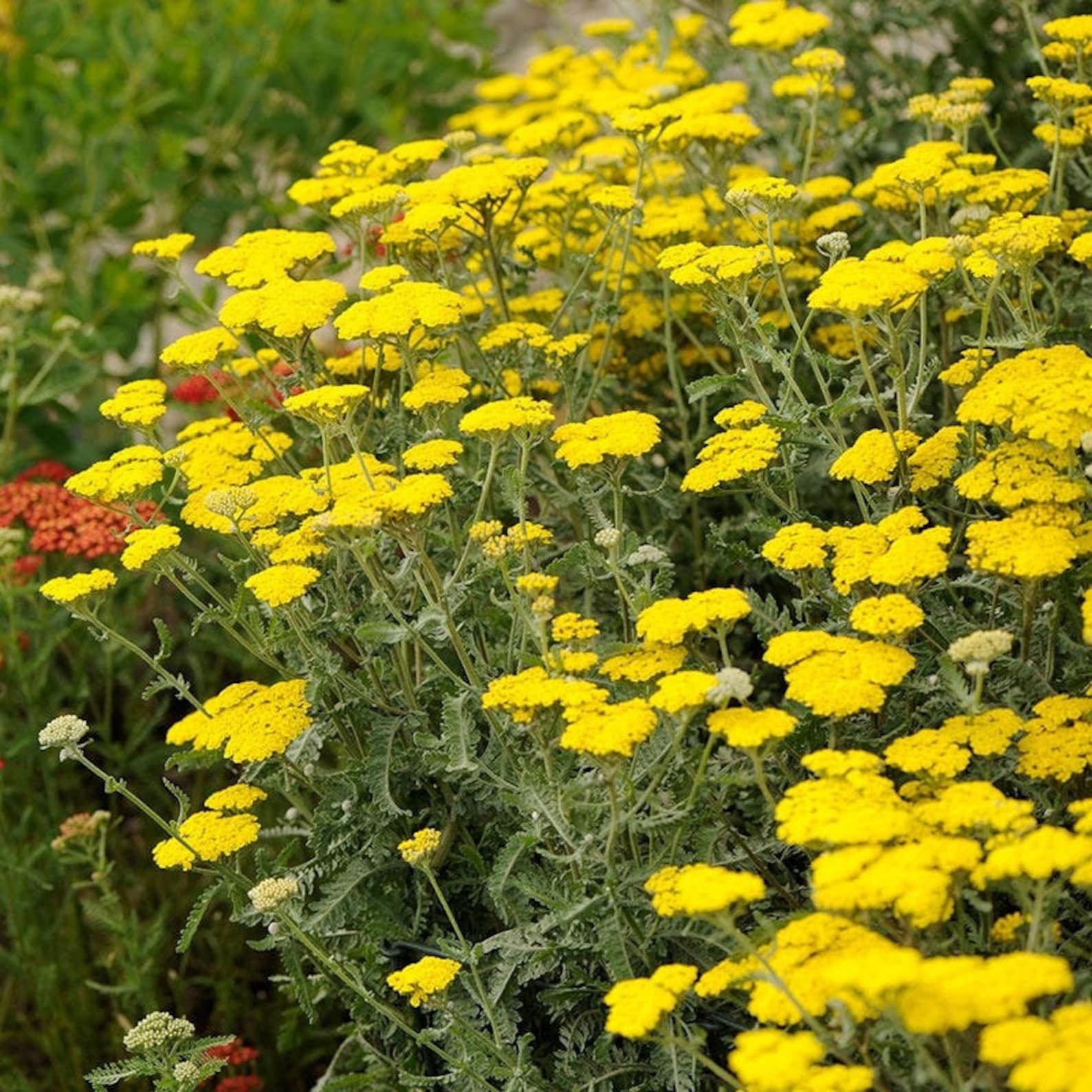 Achillea Little Moonshine Yellow Yarrow Live Plant Quart Pot Etsy