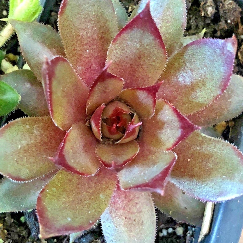 8 Hardy Succulent Variety Pack 2 inch plants Hens and