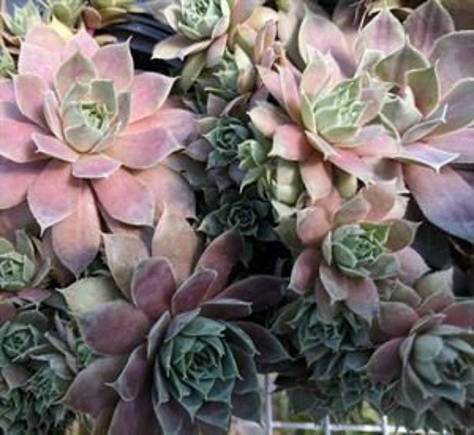 Sempervivum 'desert Bloom' Succulenthens & Chicks in Etsy