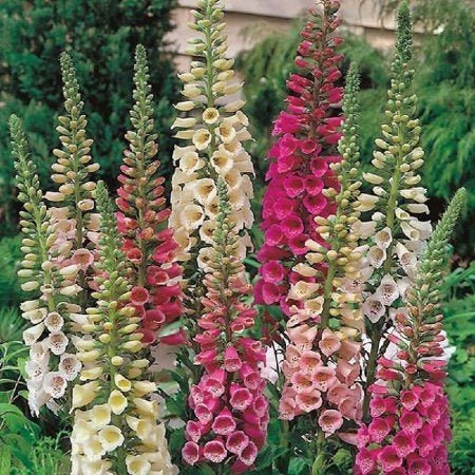 Foxglove