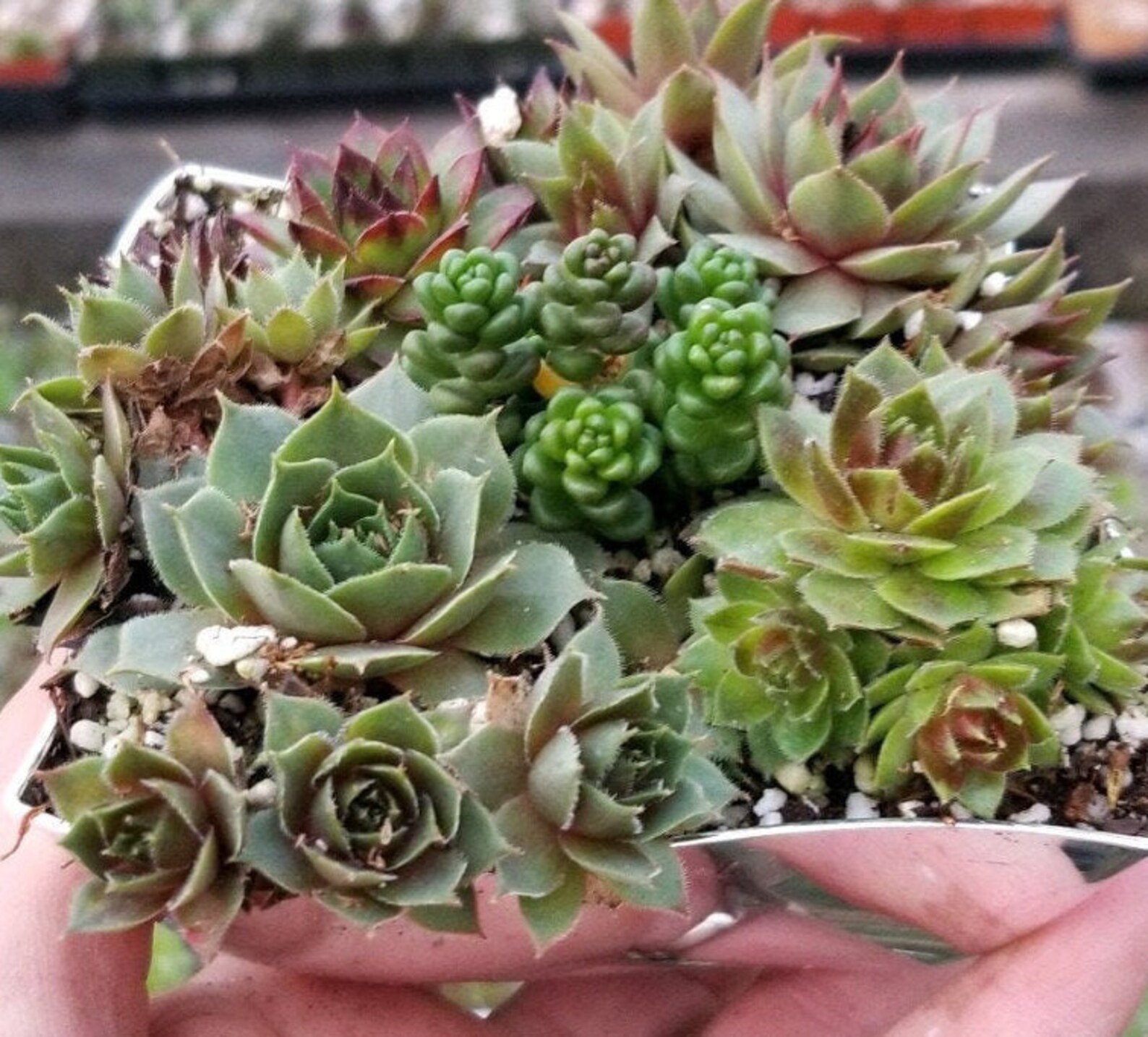 Potted Mini Succulents in 3 Silver Pots Great Office Decor Etsy