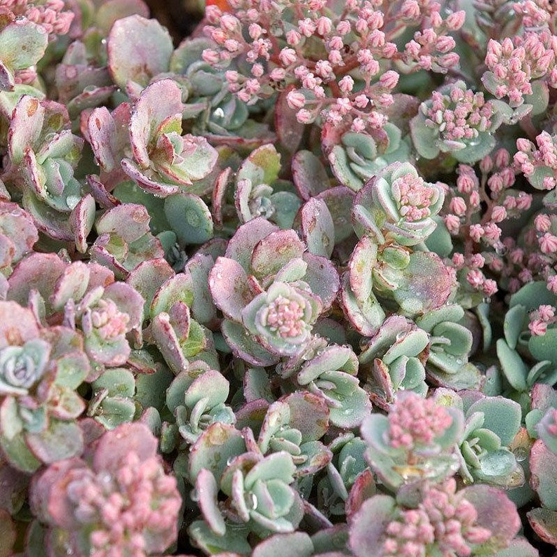 Lidakense Sedum Stonecrop Groundcover Vibrant Pink Blooms Etsy