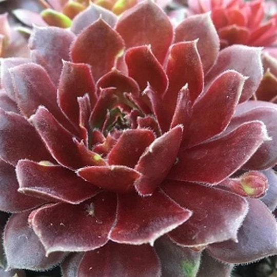 Chick Charms® Grape Galaxy™ Sempervivum Live Succulent Easy to - Etsy