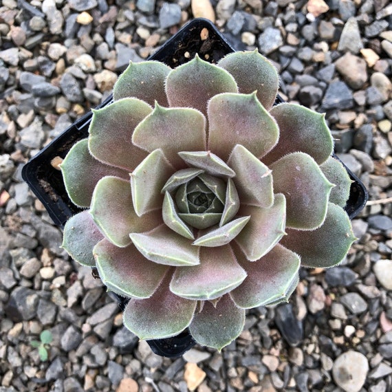 6 Small Sempervivum Succulent Houseleek Hen /& Chicks Plug Plants fairy garden/'s
