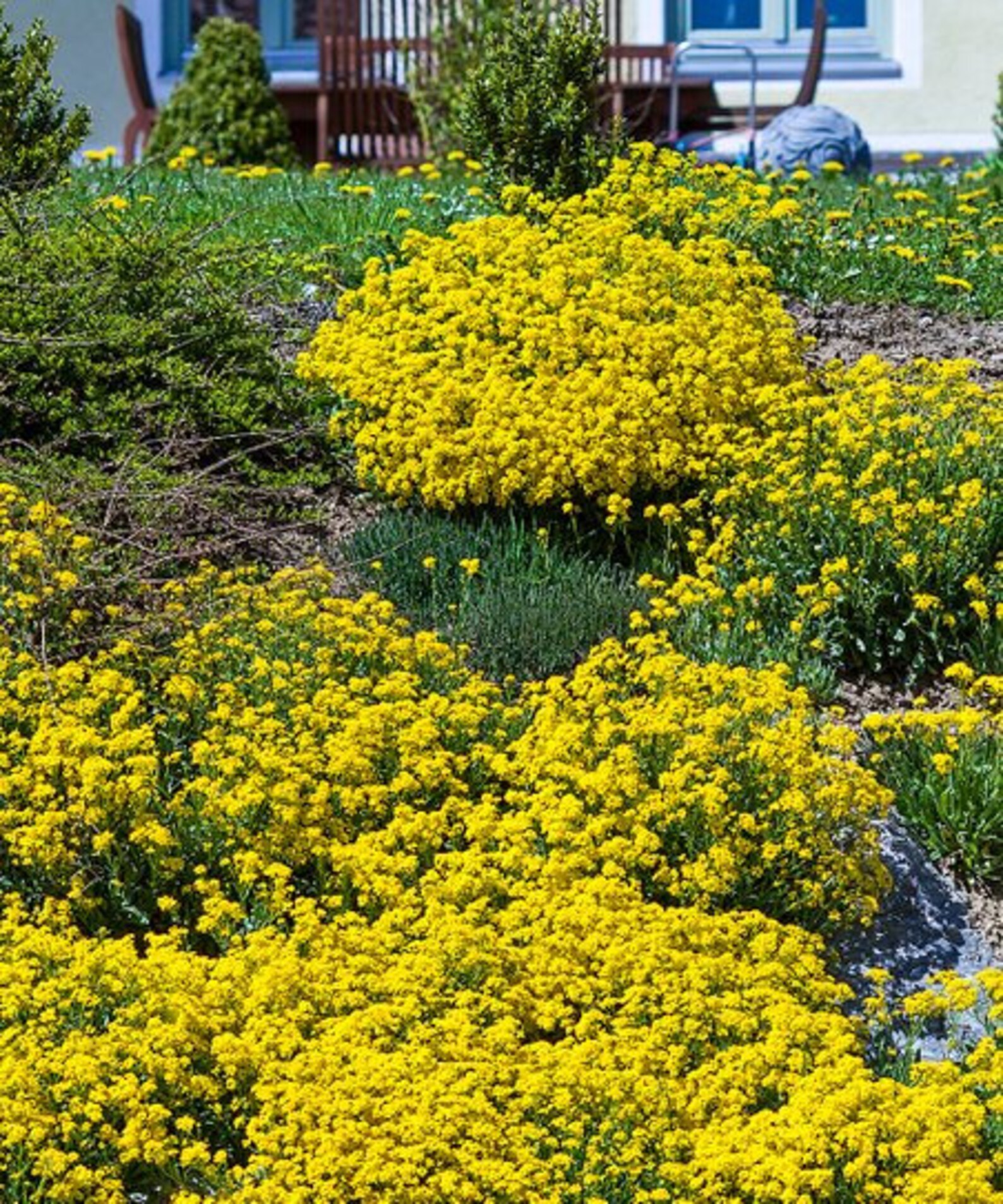 Golden Spring Alyssum Spreading Ground cover Yellow Etsy