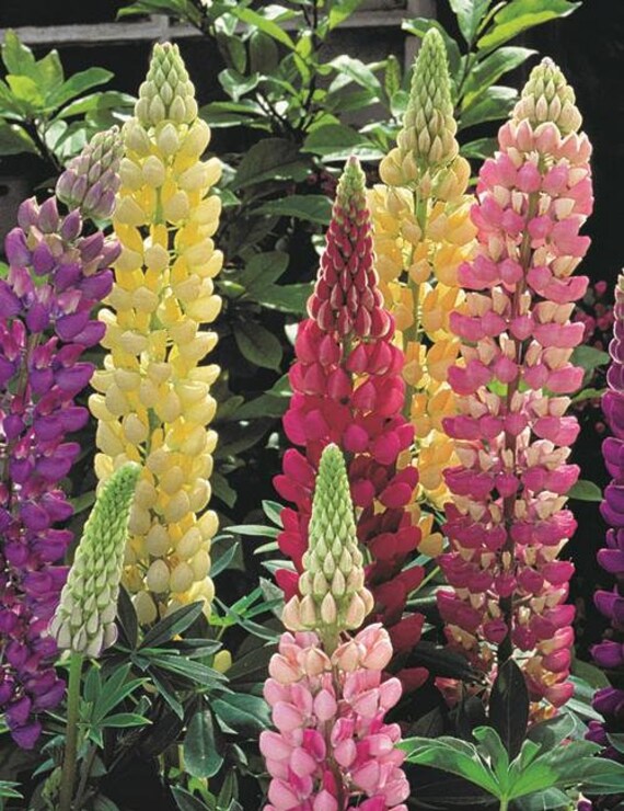 Lupine Gallery Mix Attracts Hummingbirds Deer Resistant Etsy Australia