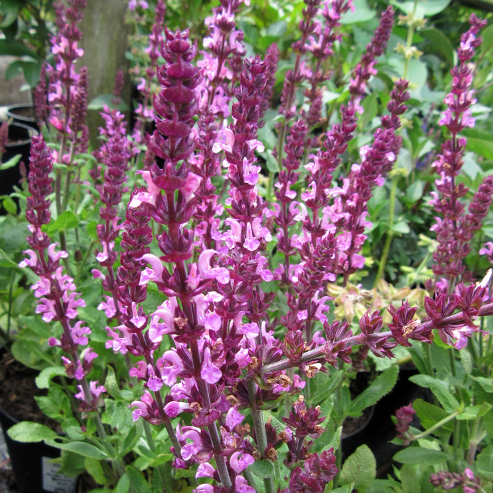 Salvia New Dimension Rose 1 gallon Perennial Pollinator Deer Etsy