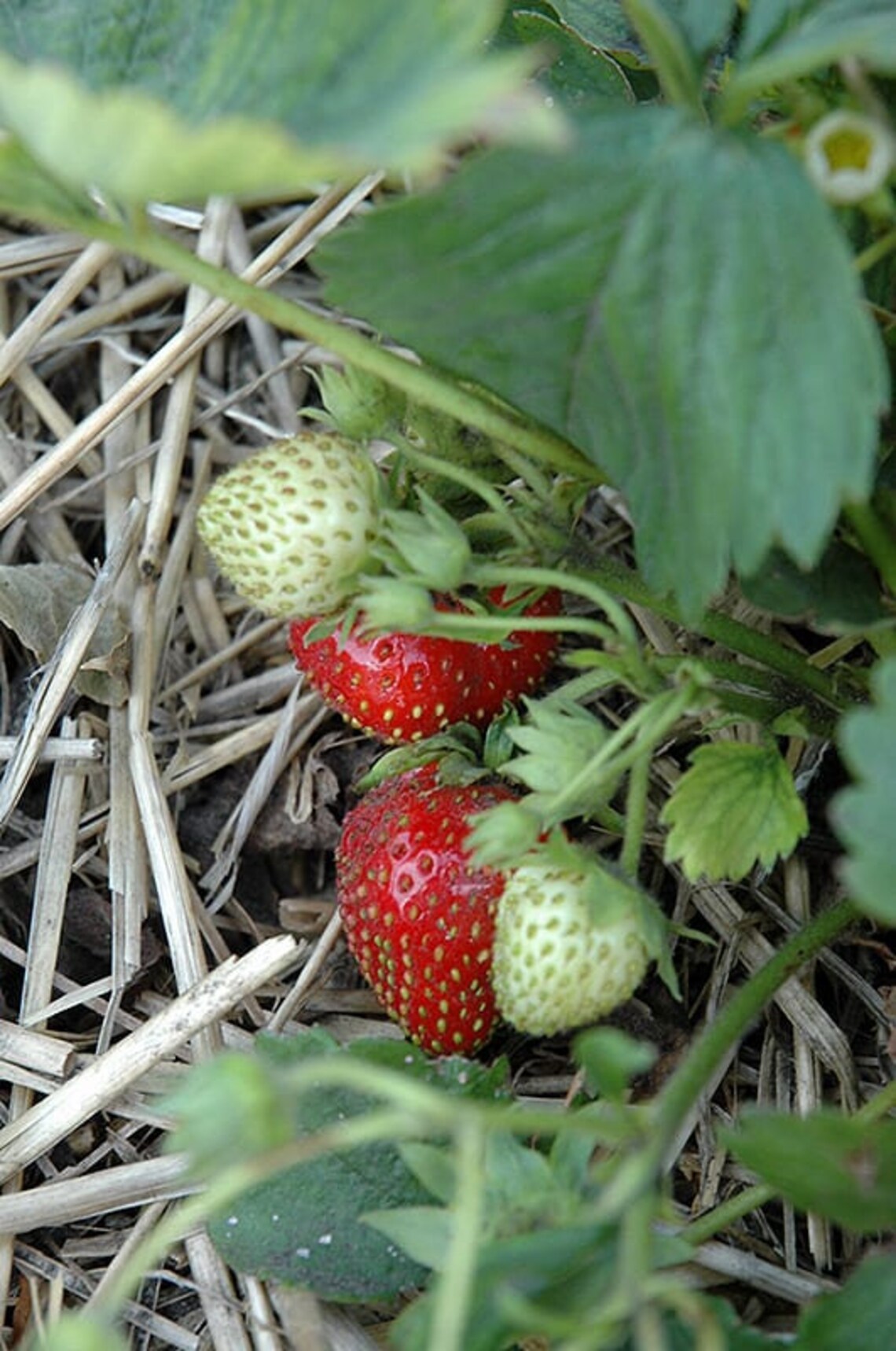 Quinault Strawberry Plant 3 plants per order 2 harvests