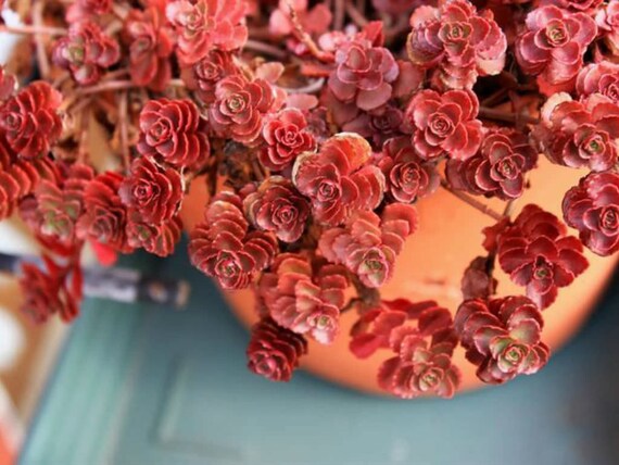 Sedum Spurium Dragones Blood Full Sun 3 5 Pot Baja Tolerante Etsy