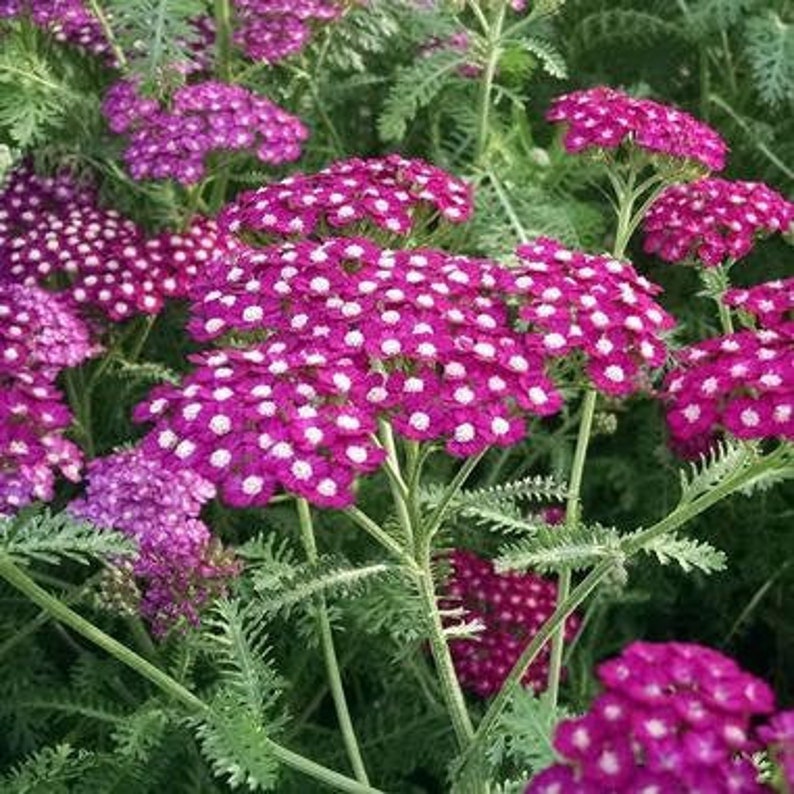 Achillea New Vintage Violet Yarrow 3 plants per order Live Etsy