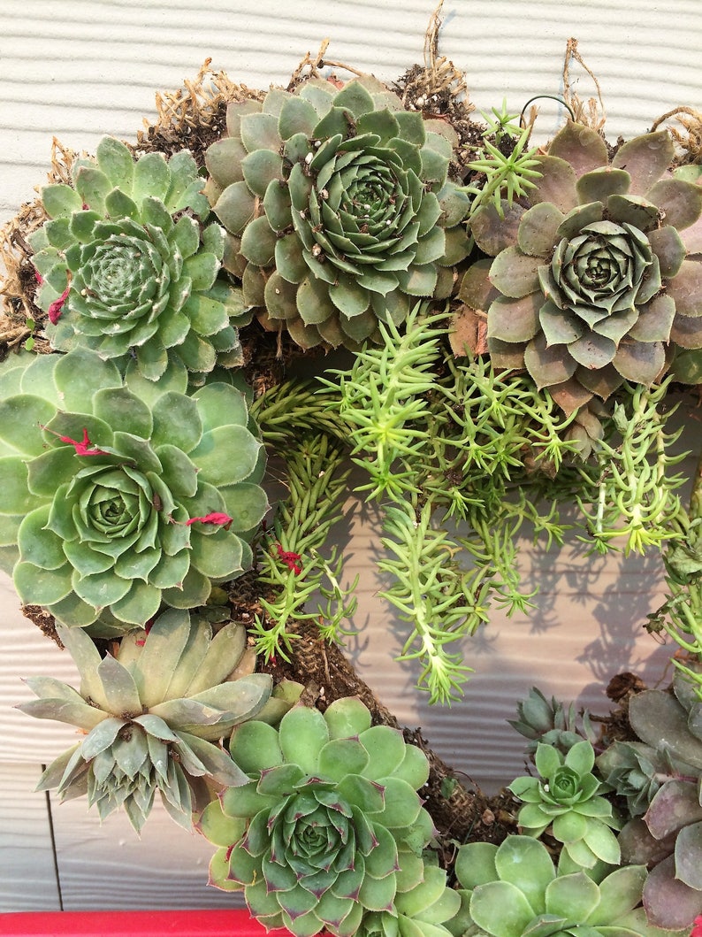 Live Succulent Wreath Heart Shaped Gift for Wife Gift for Etsy
