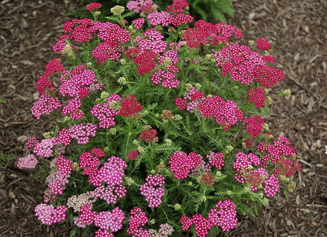 Achillea New Vintage Violet Yarrow Live Plant Quart Pot | Etsy