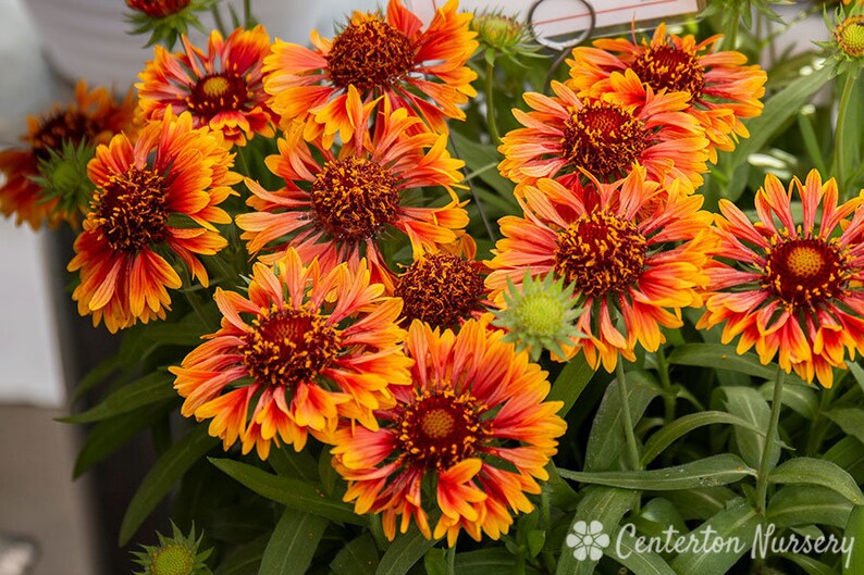 Gaillardia Spintop Copper Sun Blanket flower Bloomer 4 inch Etsy