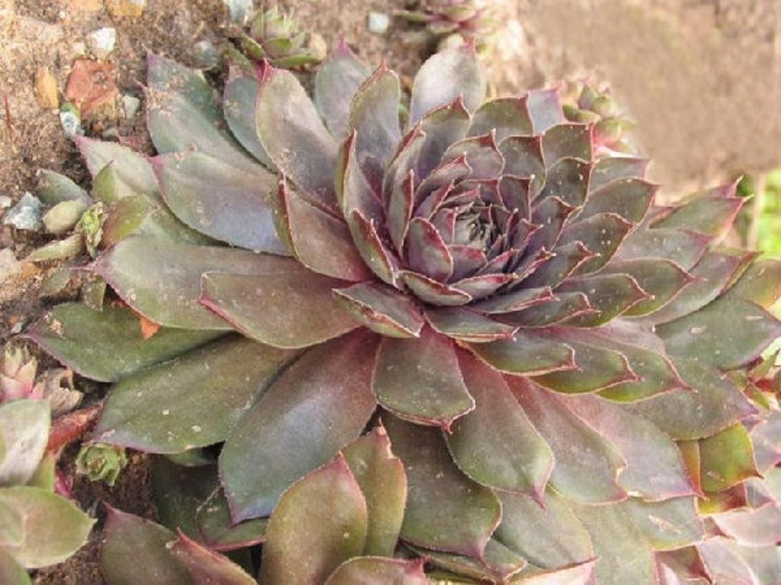 Sempervivum 'desert Bloom' Succulenthens & Chicks in Etsy