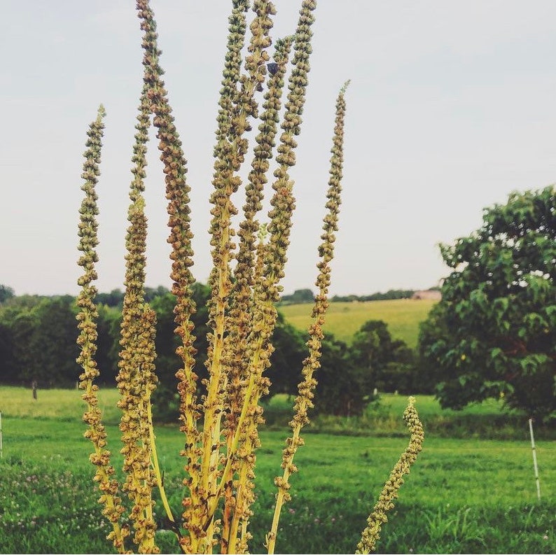 May include: Close-up of tall, slender plants with seed heads. The plants are a pale green color, with small, round seed pods. The background features a green field, trees, and a cloudy sky. The image is taken outdoors.