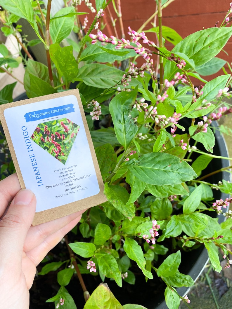 Japanese Indigo Dye Plant Seeds, Grow Your Own Dye Garden with Rare Dye Plants image 2