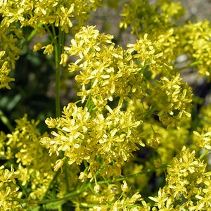 May include: Close-up of a cluster of small, bright yellow flowers. The flowers have multiple tiny petals and are densely packed together, creating a textured appearance. The background is blurred, with hints of green foliage and a light-colored surface.
