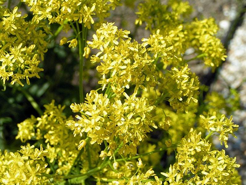 May include: Close-up of a cluster of small, bright yellow flowers. The flowers have multiple tiny petals and are densely packed together, creating a textured appearance. The background is blurred, with hints of green foliage and a light-colored surface.