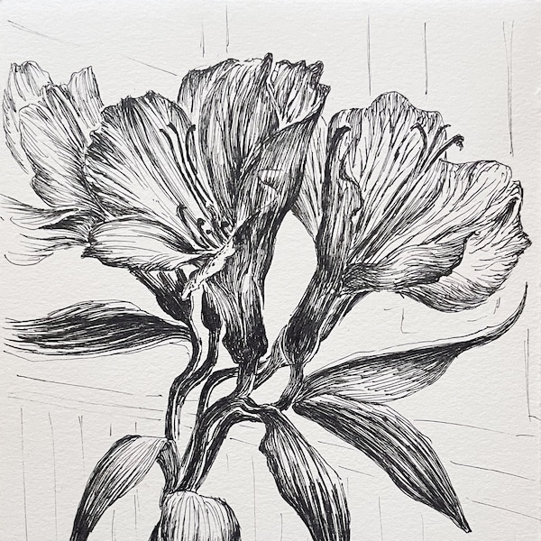 Original Flower Drawing - Pen and Ink of Deckle Edge Paper