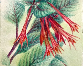 Original Colored Pencil Drawing of a Red Flower