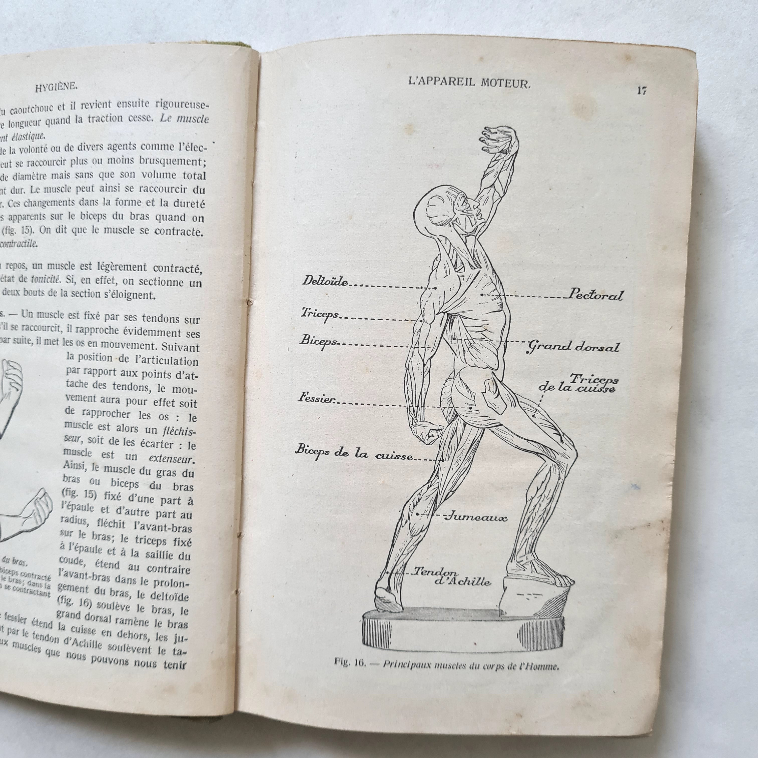 Lehrbuch der Biologie, 6.Auflage von Campbell \u0026 Reece - Etsy Schweiz, image size:3000x3000