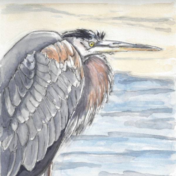 Heron painting watercolour and pen original art for the wall, Great Blue Heron Isles of Scilly May 2015 by EdieBrae