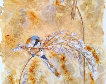 Original watercolour painting of bearded tits in reedbeds at Old Moor RSPB nature reserve, bearded reedlings by EdieBrae