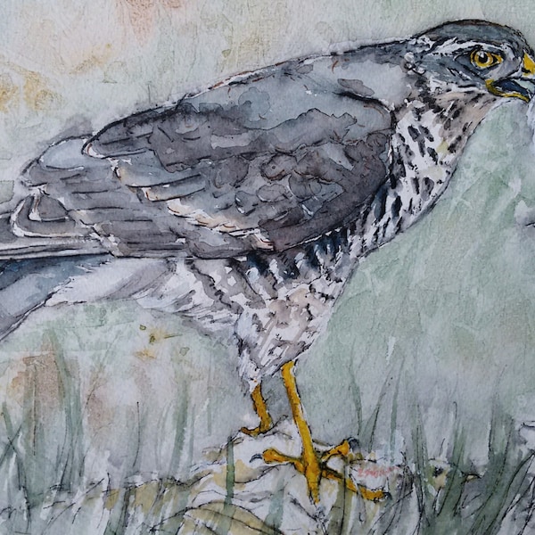 Sparrowhawk kunst havik origineel schilderij van een roofvogel aquarel wildlife vogelkunst, Garden Hunter door EdieBrae