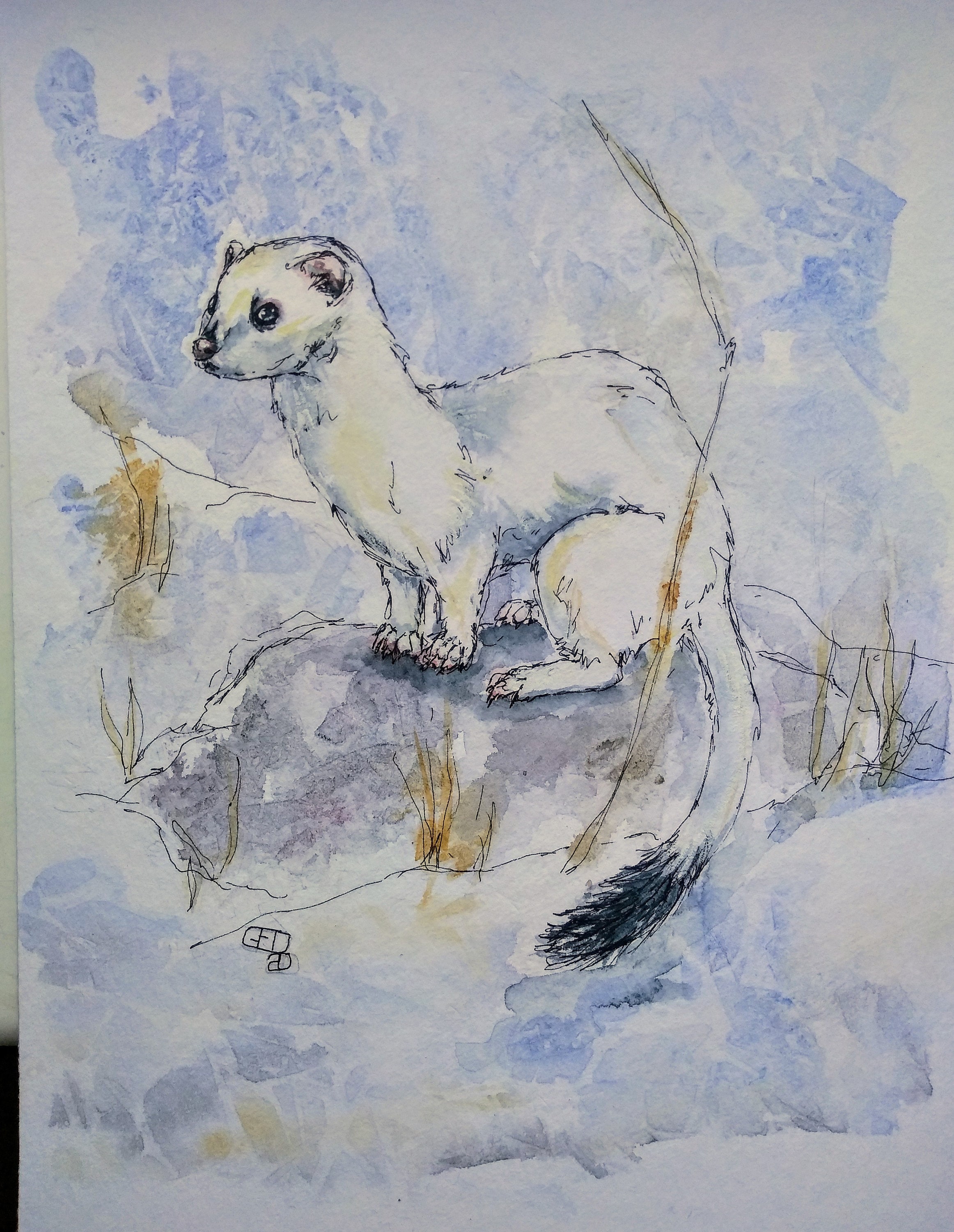 White Stoat Original Watercolour and Pen Painting Ermine | Etsy UK